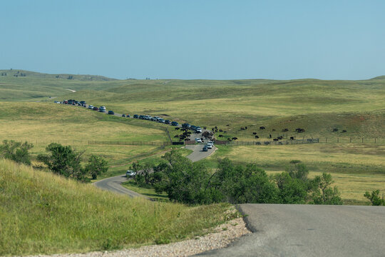 Bison Traffic Jam on Wildlife Loop Road in Custer State Park, South Dakota