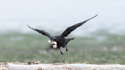 American Crow Flying with Shellfish on Washington Shoreline © Linda