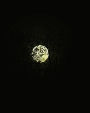 Bright yellow full moon shining through the dark silhouettes of bare tree branches at night creating a mysterious and eerie atmosphere in the sky