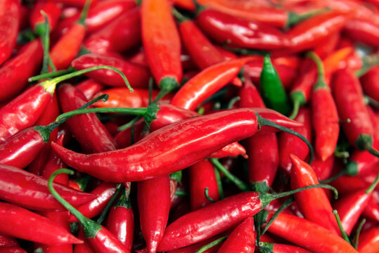 Pimenta dedo de mo&ccedil;a or Lady's Little Finger, Brazillian chili