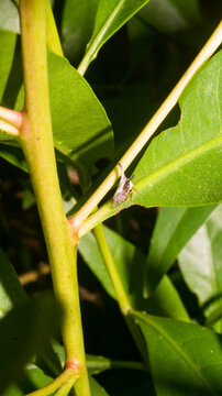 This insect is a treehopper, a member of the family Membracidae. It belongs to a group of sap-sucking insects closely related to cicadas and leafhoppers. Taken from Las Pinas, NCR, Philippines.