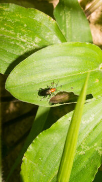 This insect is a shining leaf beetle (family Chrysomelidae), most consistent with a species in the genus Lema (such as Lema praeusta or Lema delauneyi) or a closely related cereal leaf beetle.