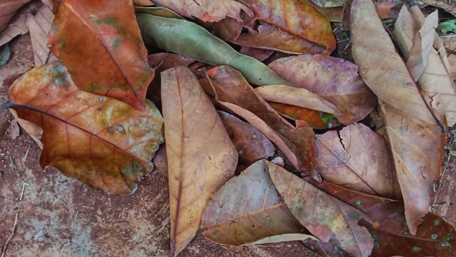 autumn leaves on a tree