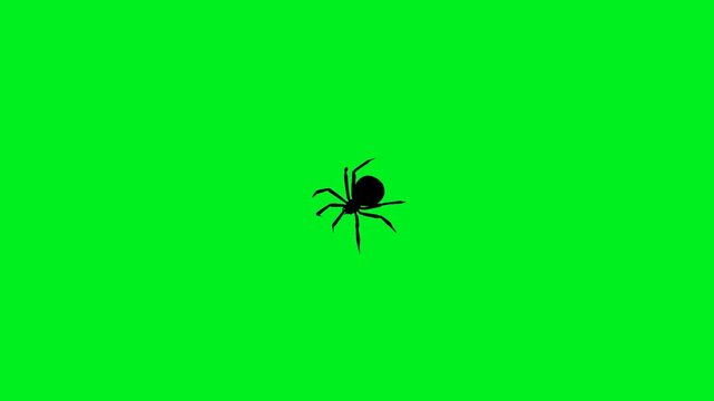 Black spider silhouette walking animation loop isolated against a green screen background, designed for Halloween videos, creepy overlays, horror effects, wildlife concepts, nature projects.