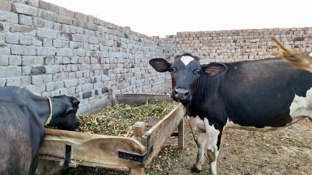 Two Holstein Friesian dairy cows eating green fodder from a wooden feeding trough in a traditional brick wall livestock enclosure on a rural farm