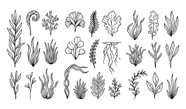 Hand sketched marine seaweed botanical line vector illustration collection
