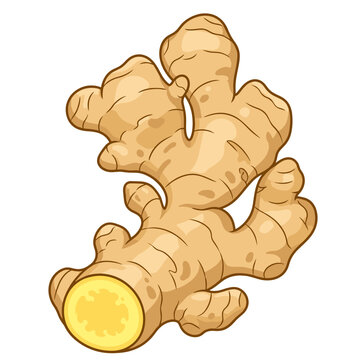 Fresh ginger root with cut section vector graphic