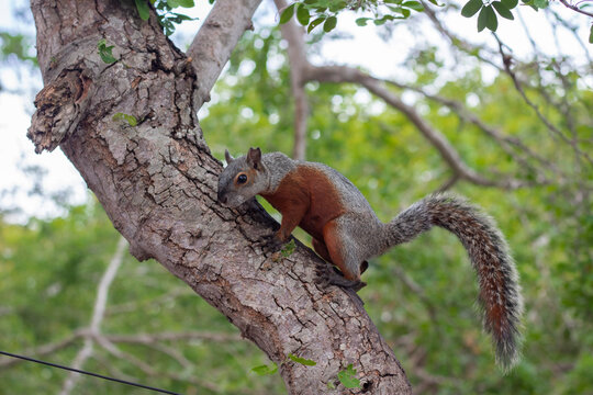 Ardilla vientre rojo en un arbol