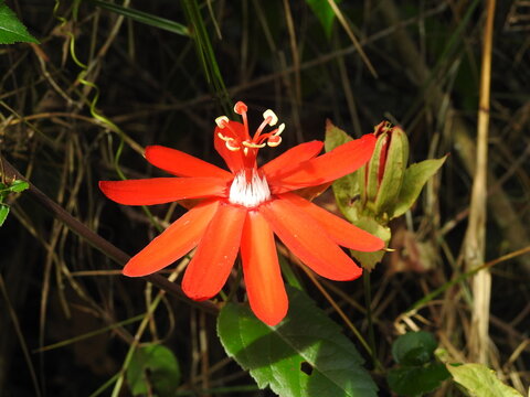 Red passion flower Passiflora coccinea blooming in Amazon rainforest