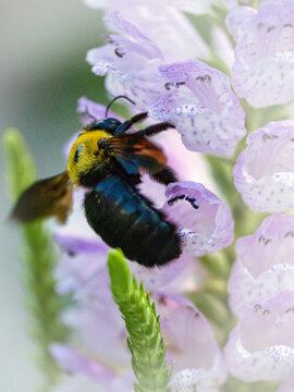 Tokyo,Japan - August 24, 2026: Closeup of a carpenter bee on Physostegia virginiana