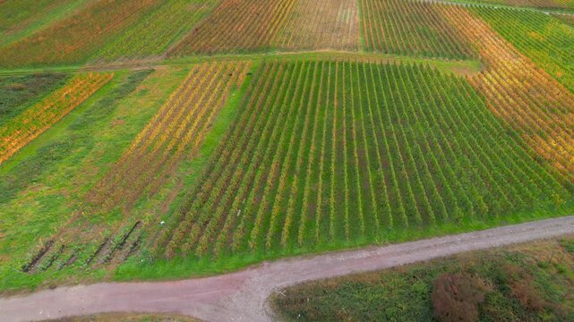 Aerial drone flying over autumn vineyards in Moselle Germany