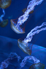 Beautiful twin jellyfish floating in deep blue ocean, marine wildlife conceptMesmerizing sea nettle jellyfish gliding through aquarium water, nature background © PaakFung
