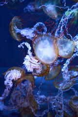 Mesmerizing glowing jellyfish drifting in the deep blue ocean, marine life conceptBeautiful sea nettle jellyfish swimming in an aquarium, beautiful nature background © PaakFung