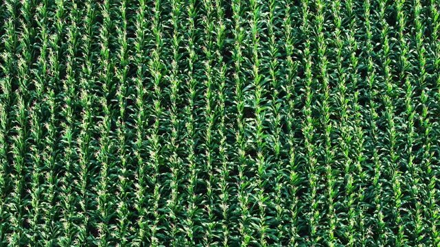 Aerial view of green corn crop field in orderly rows, rural farmland