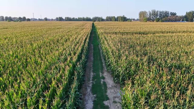 Aerial view of green corn crop field in orderly rows, rural farmland