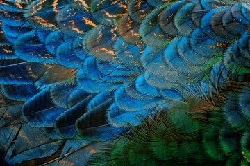 Close-up of peacock feathers, colorful details, © Gung