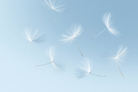 White Dandelion Seeds Floating in the Air on Pastel Blue Background