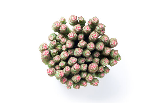 Crassula perforata, succlent plant in the flowerpot, Top view