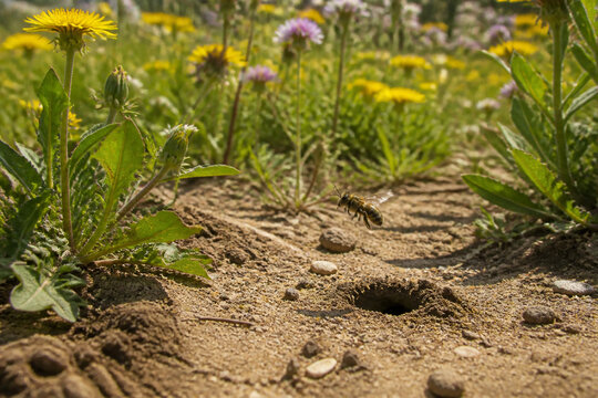 Ground-level meadow with bee burrows and hovering mining bees, wildflowers in sun, habitat and ecology concept.