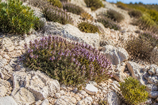 Mediterranean landscape with low shrubs on sunlit limestone soil.