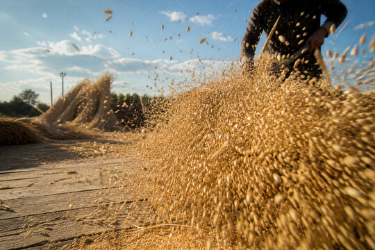 Golden wheat grains scattering in the air on a threshing floor.