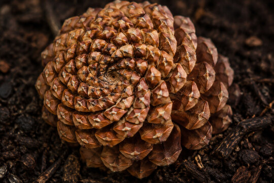 Extreme close-up of a pinecone on soil, focusing on its Fibonacci spiral pattern of scales.