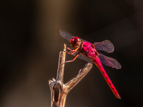 Macro photo of a vibrant red dragonfly (Crocothemis erythraea) resting on a branch with a dark background, showcasing its delicate transparent wings and the intricate details of nature