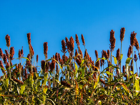Low angle view of ripe red sorghum panicles growing in an agricultural field against a clear blue sky background. Cultivated grain crop plantation during harvest season in Brazil.