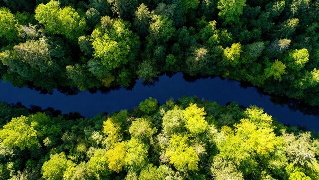 Aerial View of Tropical River Meandering Through Dense Green Rainforest Canopy

