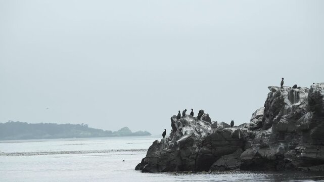 Pebble