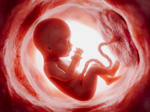 Human fetus development inside the womb with umbilical cord 3D illustration