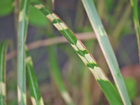 Tokyo,Japan - August 24, 2026: Closeup of Zebrinus or zebra grass
