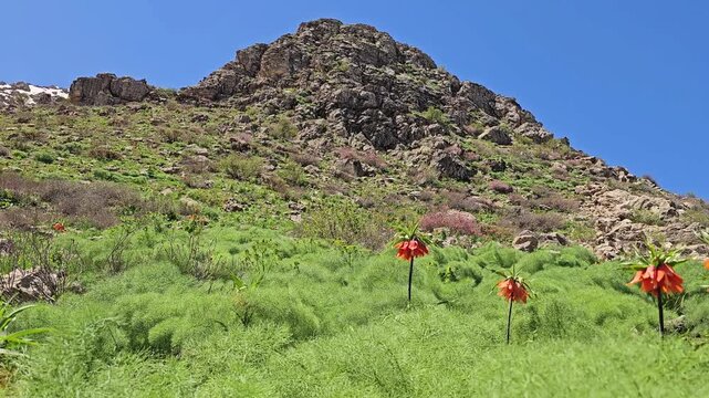 Vibrant crown imperial flowers bloom across a lush spring mountainside, contrasting with rugged rocks and a lingering patch of snow beneath the brilliant blue sky. 
📍 Ghallakhane, Daraki, Kurdistan 