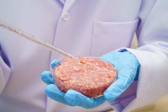 Scientist holding Petri dish with meat in science laboratory for food product development.