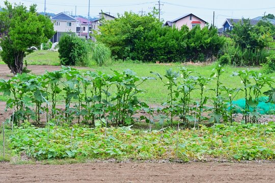 Okra cultivation.  Malvaceaehealthy vegetable. it produces pale yellow flowers and five pointed fruits known as "lady's fingers."