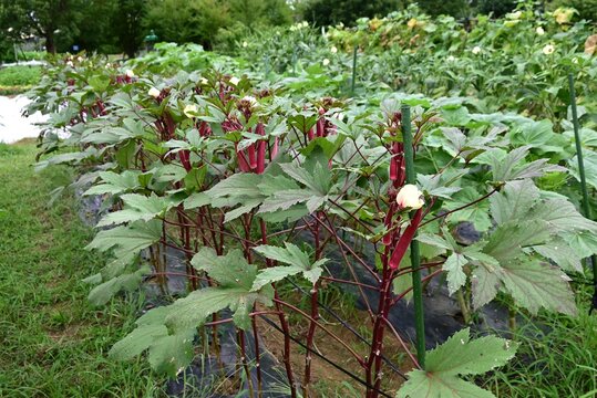 Okra cultivation.  Malvaceaehealthy vegetable. it produces pale yellow flowers and five pointed fruits known as "lady's fingers."