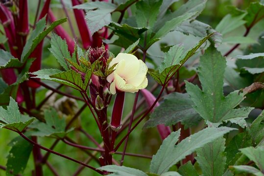 Okra cultivation.  Malvaceaehealthy vegetable. it produces pale yellow flowers and five pointed fruits known as "lady's fingers."