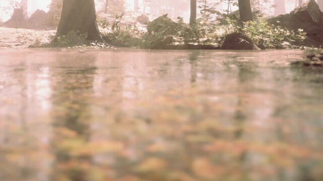 Water rests still near a pond in a forest. Trees surround the area, and fallen leaves float on the surface. The light filters through branches and creates a soft glow.