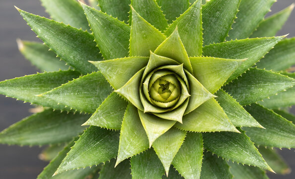 &bull;	Pineapple Crown Top-Down View