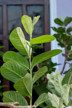 Guava leaves (Psidium guajava) isolated on white background, natural herbal medicine for digestive health and remedy. Green guava leaf set on white background