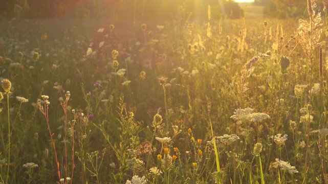 Autumn meadow illuminated by warm sunlight
