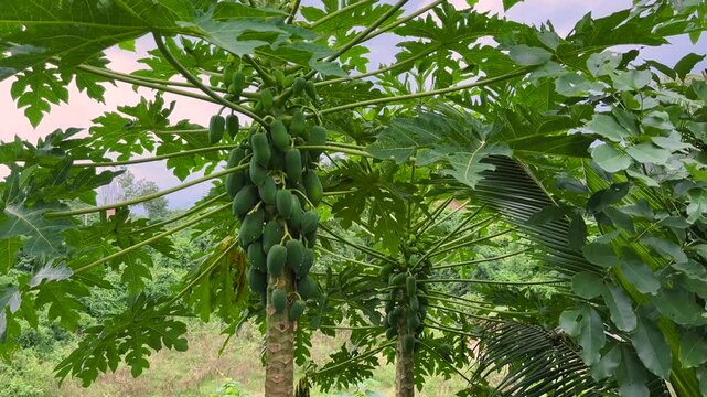 Green Papayas Growing on Tree in Tropical Farm Fresh Fruit Vitamins
