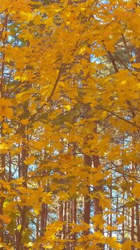 Bright golden autumn foliage against blue sky
