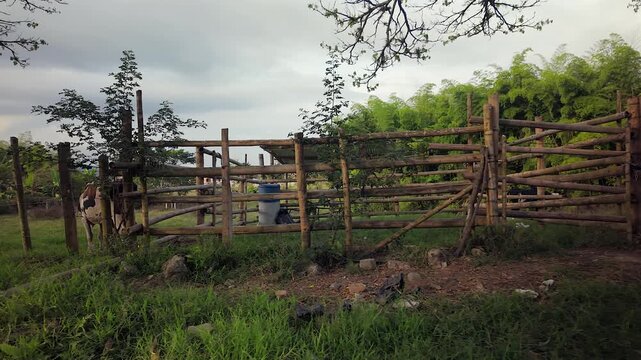 cow nursing a calf near a rustic wooden corral in a rural pasture