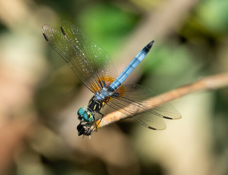 Closeup of a blue dasher dragonfly insect