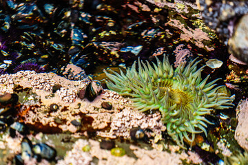 close up of a sea anemone © Matthew Tighe