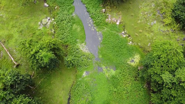 Aerial reverse flight over crocodile territory of river with green weeds at Nino Konis Santana National Park of Lautem District, Timor-Leste, Southeast Asia