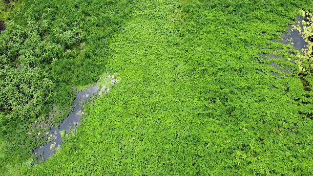 Aerial flying above river with lilies and weeds at Nino Konis Santana National Park of Lautem District, Timor-Leste, Southeast Asia