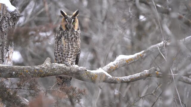 A long-eared owl, perched on a snowy tree branch, turns its head slowly, eyes wide.