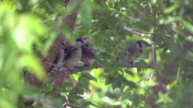 An adult blue jay feeds its young as they gather together on a perch in a tree.